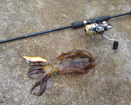 越前海岸でエギング